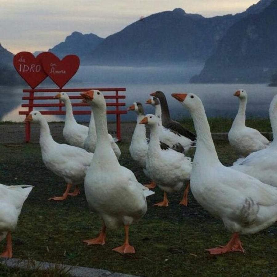 B&B Tulipano Crone Eksteriør billede
